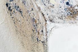 Why You Should Choose Our Mold Remediation Services in Arden Hills, MN